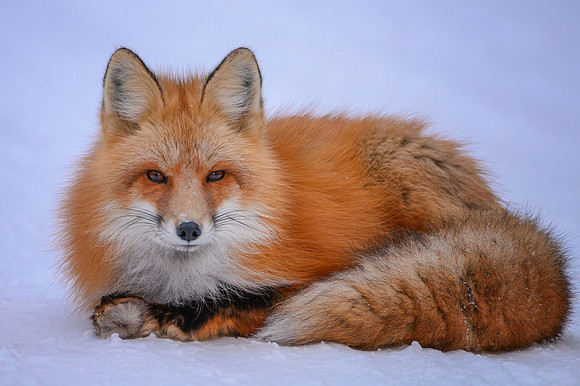 Curled up in the Snow