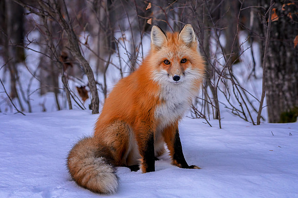 Eye Contact