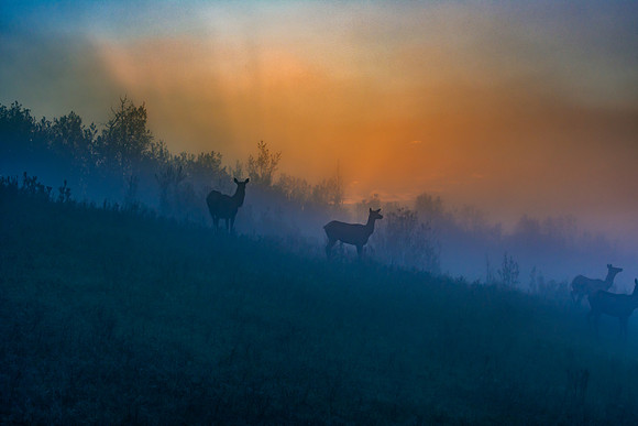 Elk in the Mist