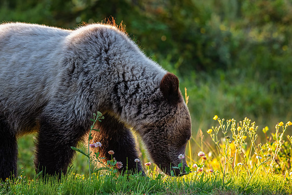 Blonde Grizzly