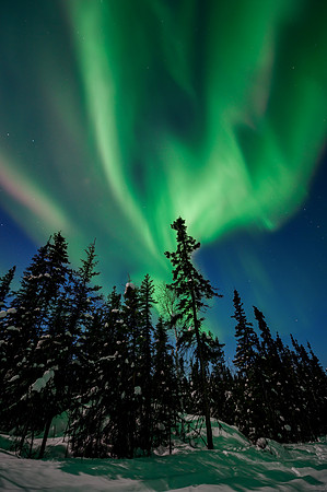 Boreal Wonder