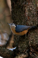 Red breasted Nuthatch