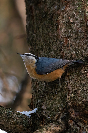 Red breasted Nuthatch