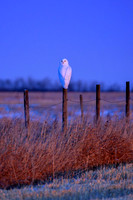 Ghost of the Prairie