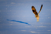 Short-Eared Owl Takeoff