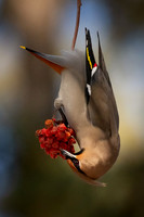 Bohemian Waxwing