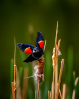 Red-Winged Blackbird Launch