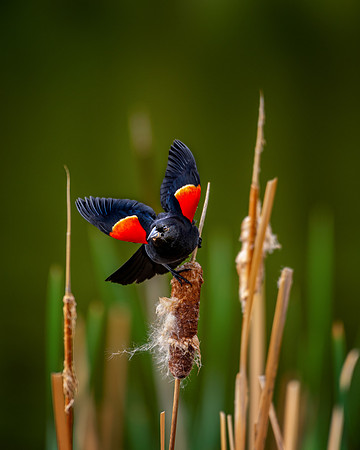 Red-Winged Blackbird Launch