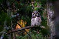 The Silent Watcher