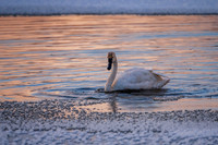 Sunset Swan