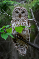 Barred Owl