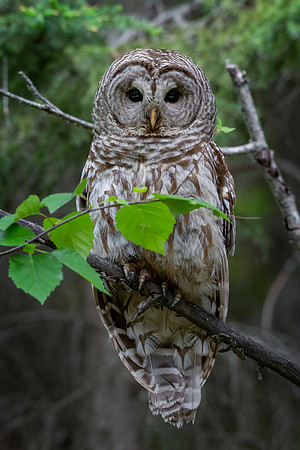 Barred Owl