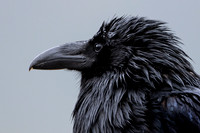 Raven in the Rain