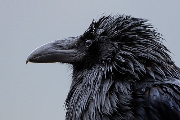 Raven in the Rain