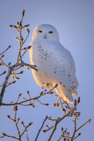 Snowy Owl