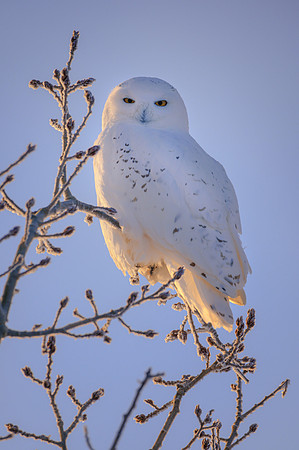 Snowy Owl