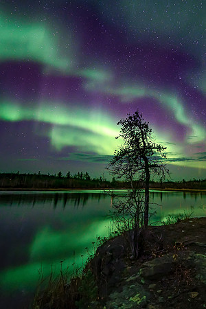 The Lone Tree