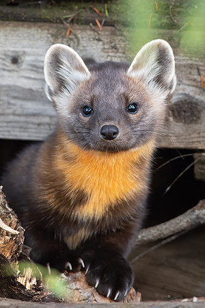 The Pine Marten
