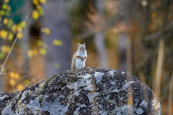 Squirrel