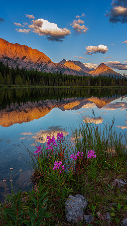 Fireweed & Fire Peaks