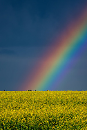 Canola Rainbow