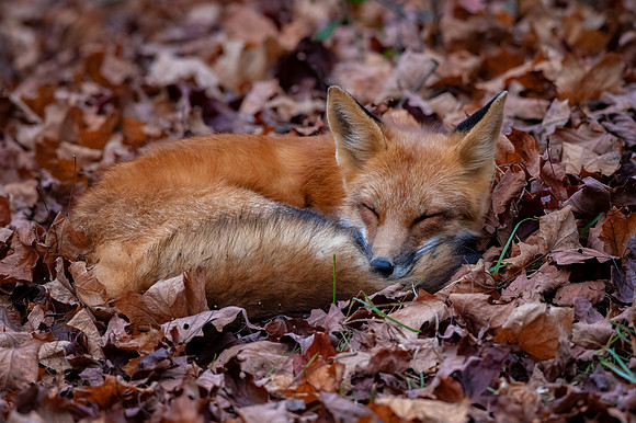 Sleeping Beauty