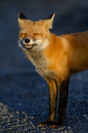 The Smiling Fox