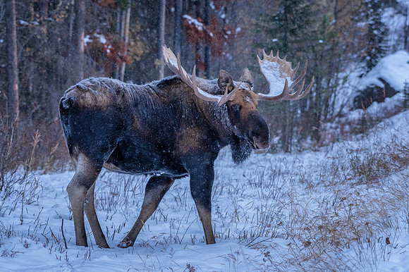 Moose on the Prowl