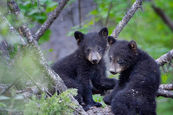 Black Bear cubs