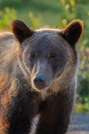 The Kananaskis Kid