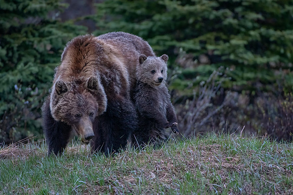 Magical mother and cub moment