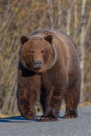 Grizzly Stroll