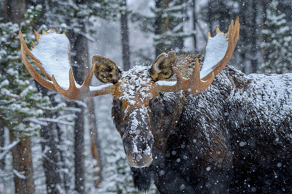 Moose in a blizzard