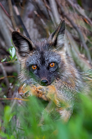 Cross Fox with prey