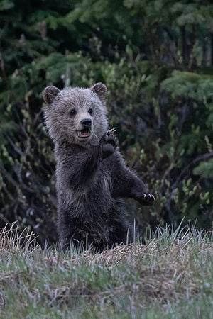 Grizzly Cub